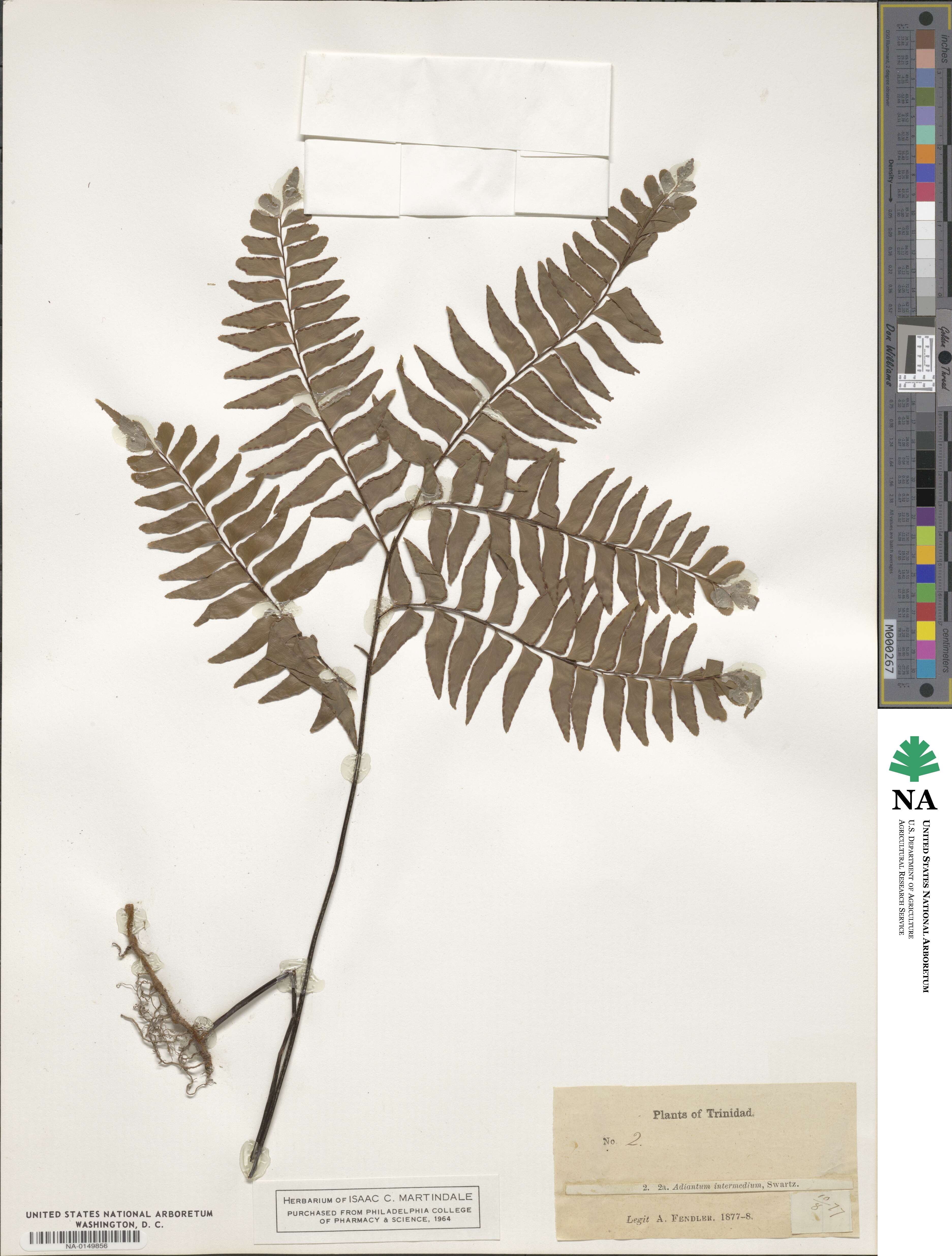 Adiantum intermedium image