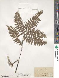 Adiantum intermedium image