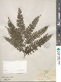 Adiantum latifolium image