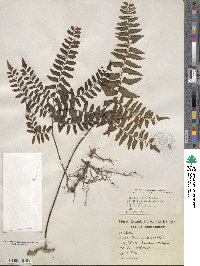 Adiantum latifolium image