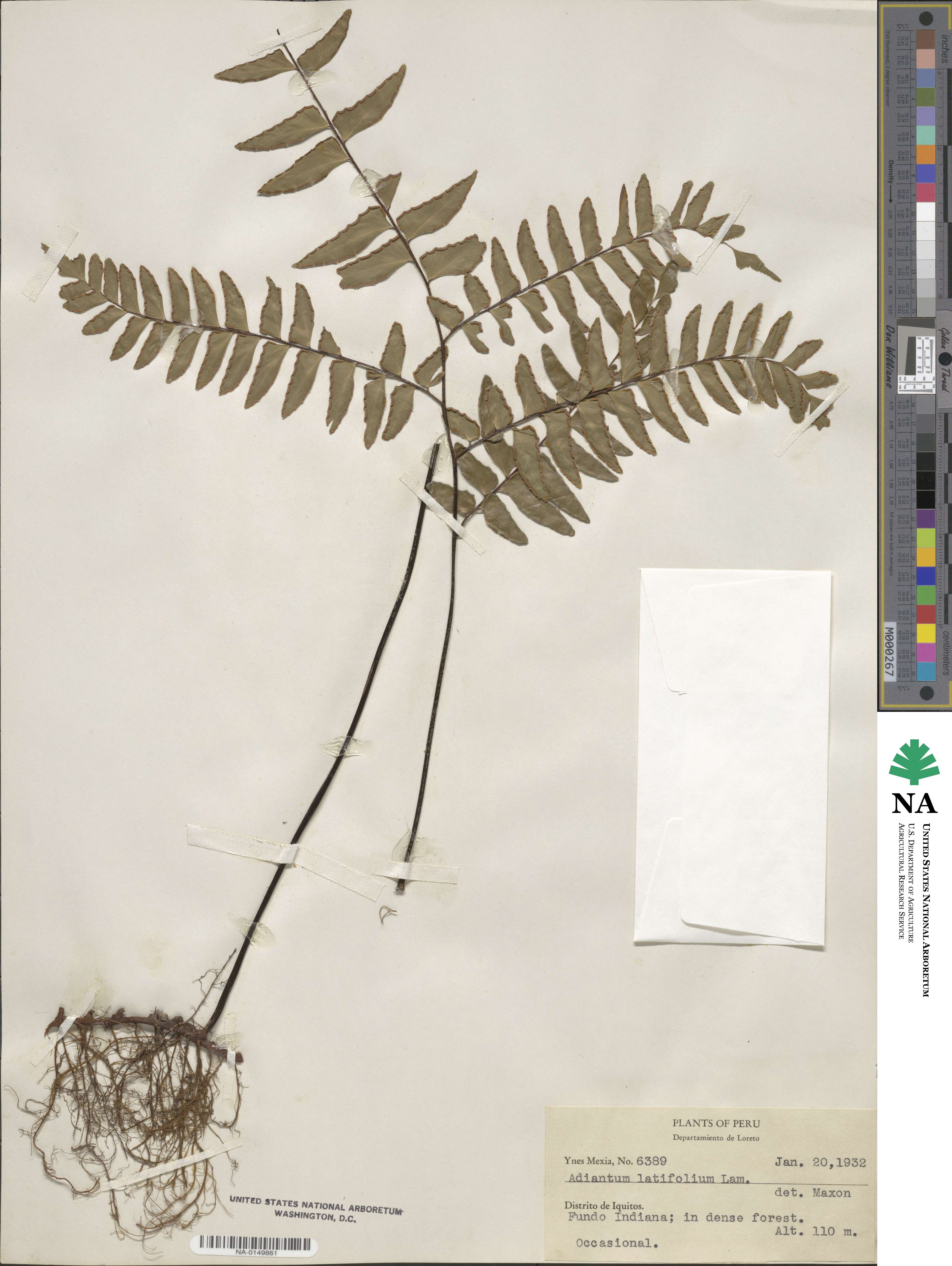 Adiantum latifolium image