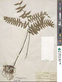 Adiantum latifolium image