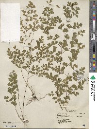 Adiantum lorentzii image