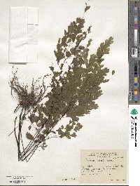 Adiantum lorentzii image