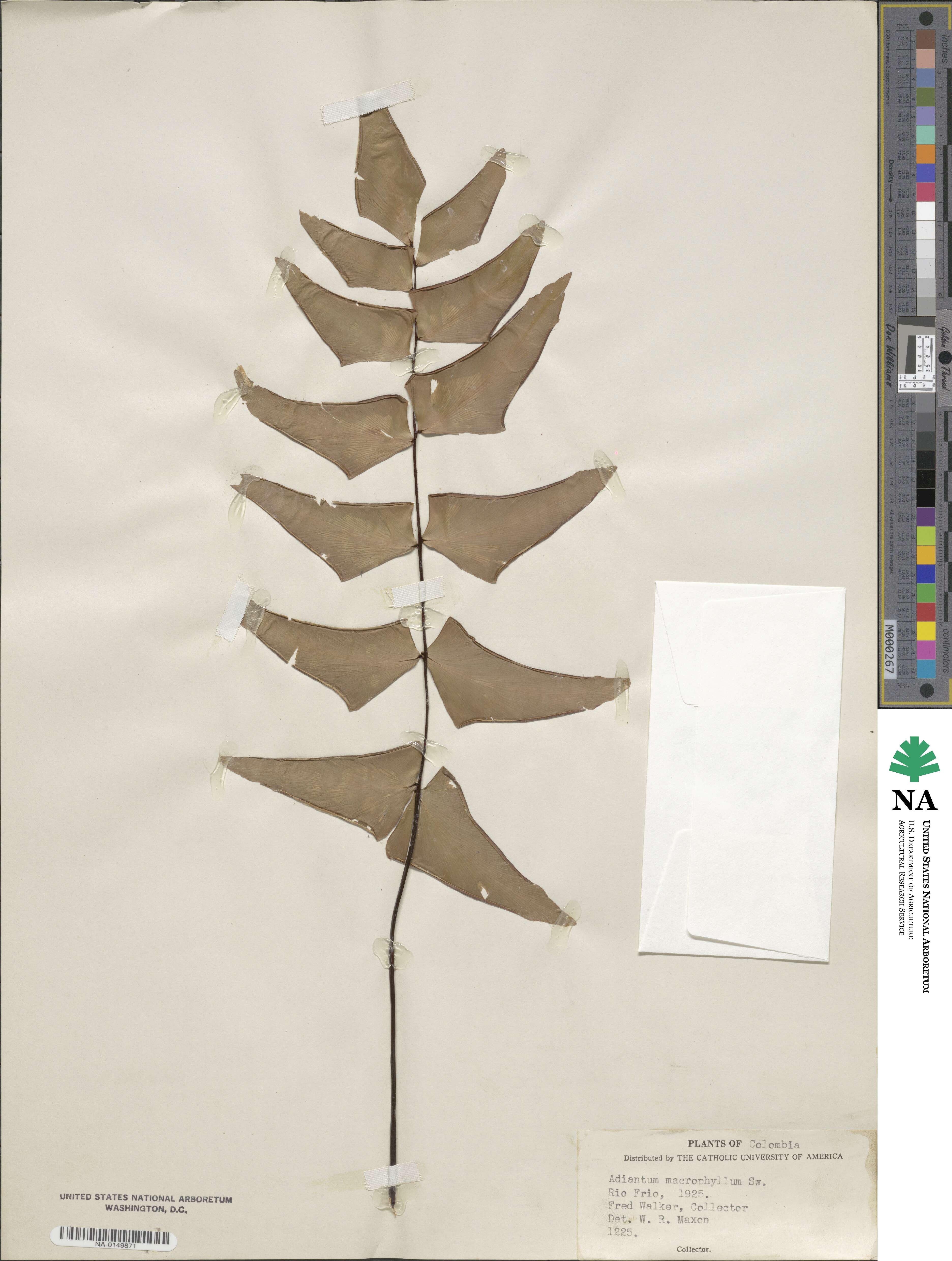 Adiantum macrophyllum image