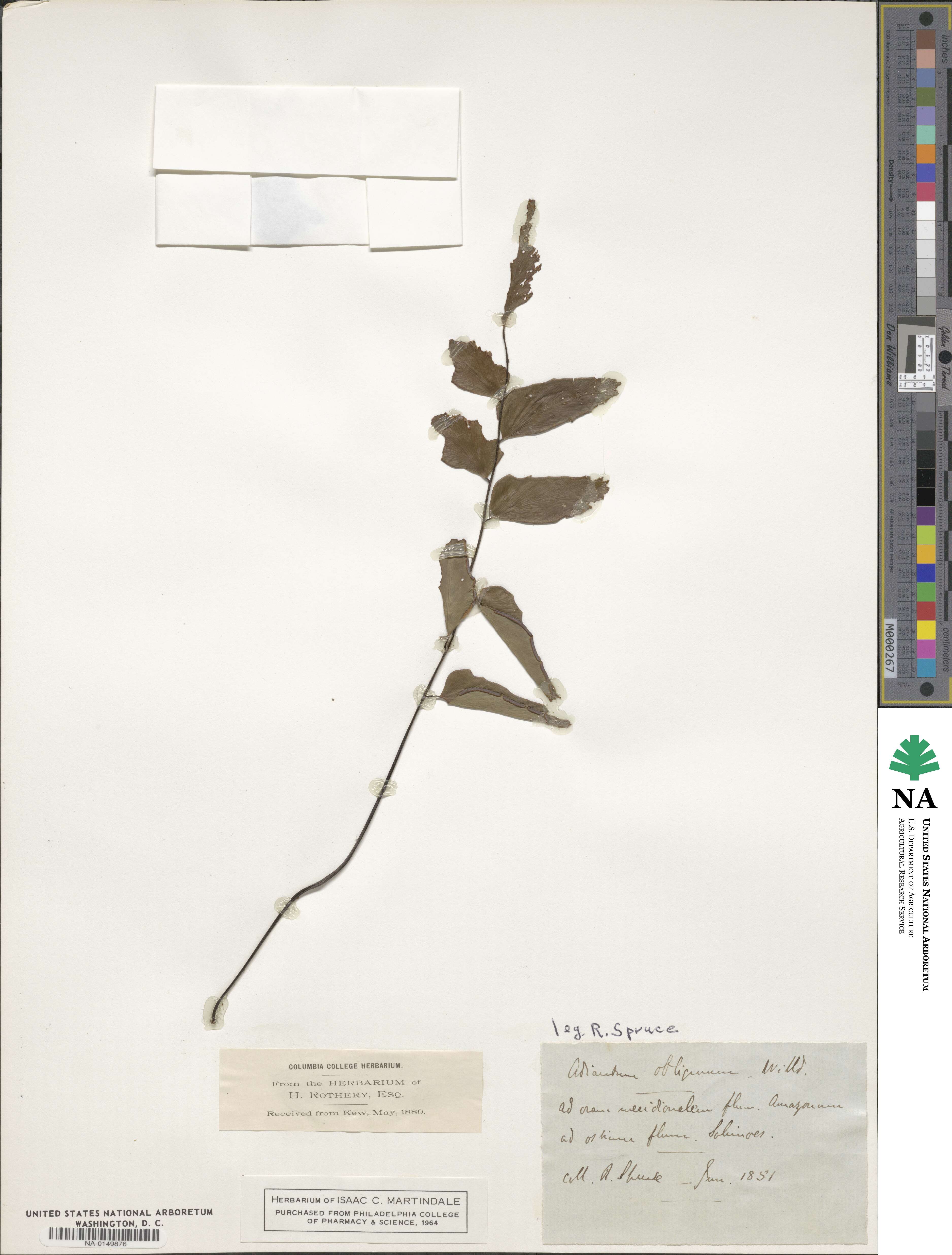 Adiantum obliquum image