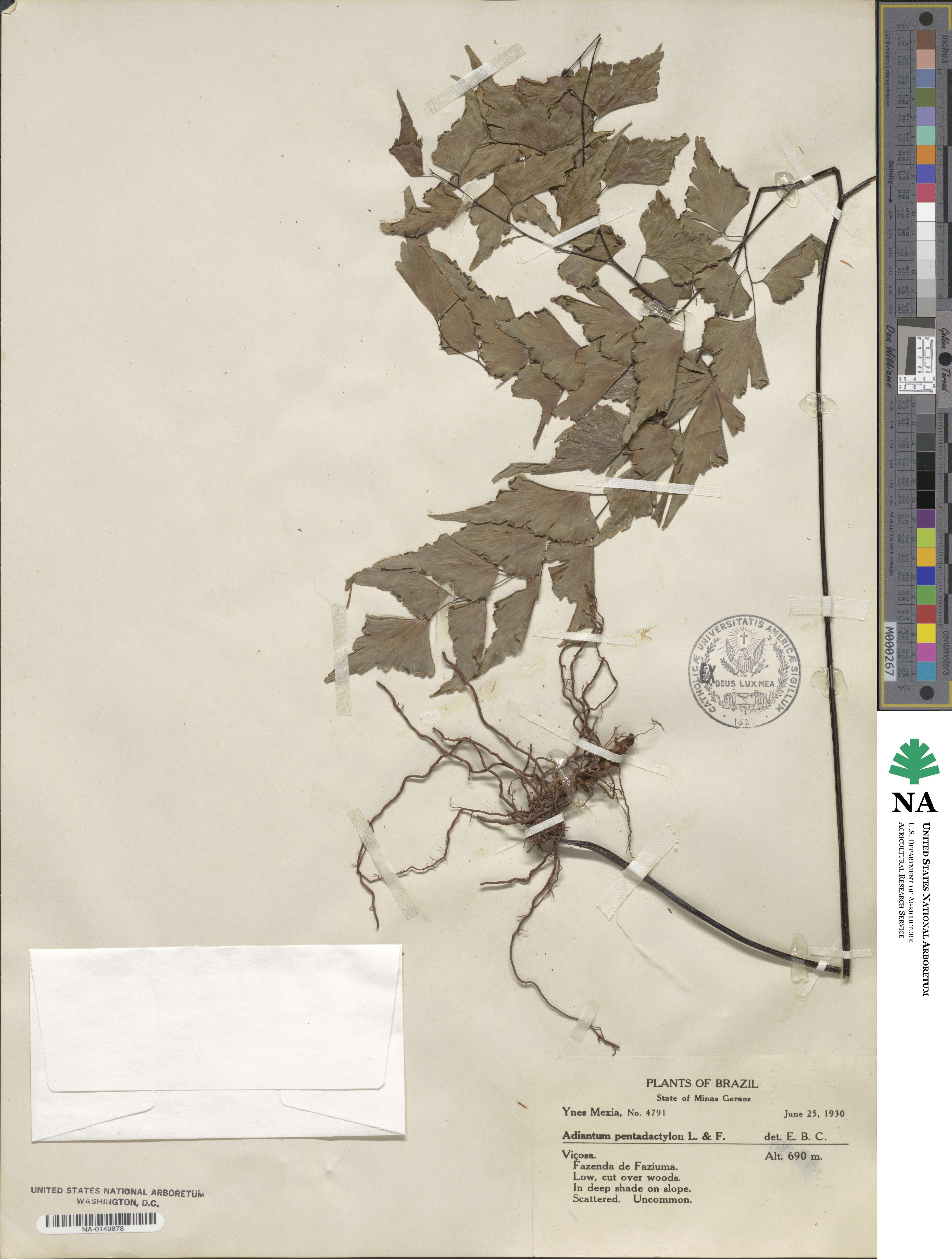 Adiantum pentadactylon image