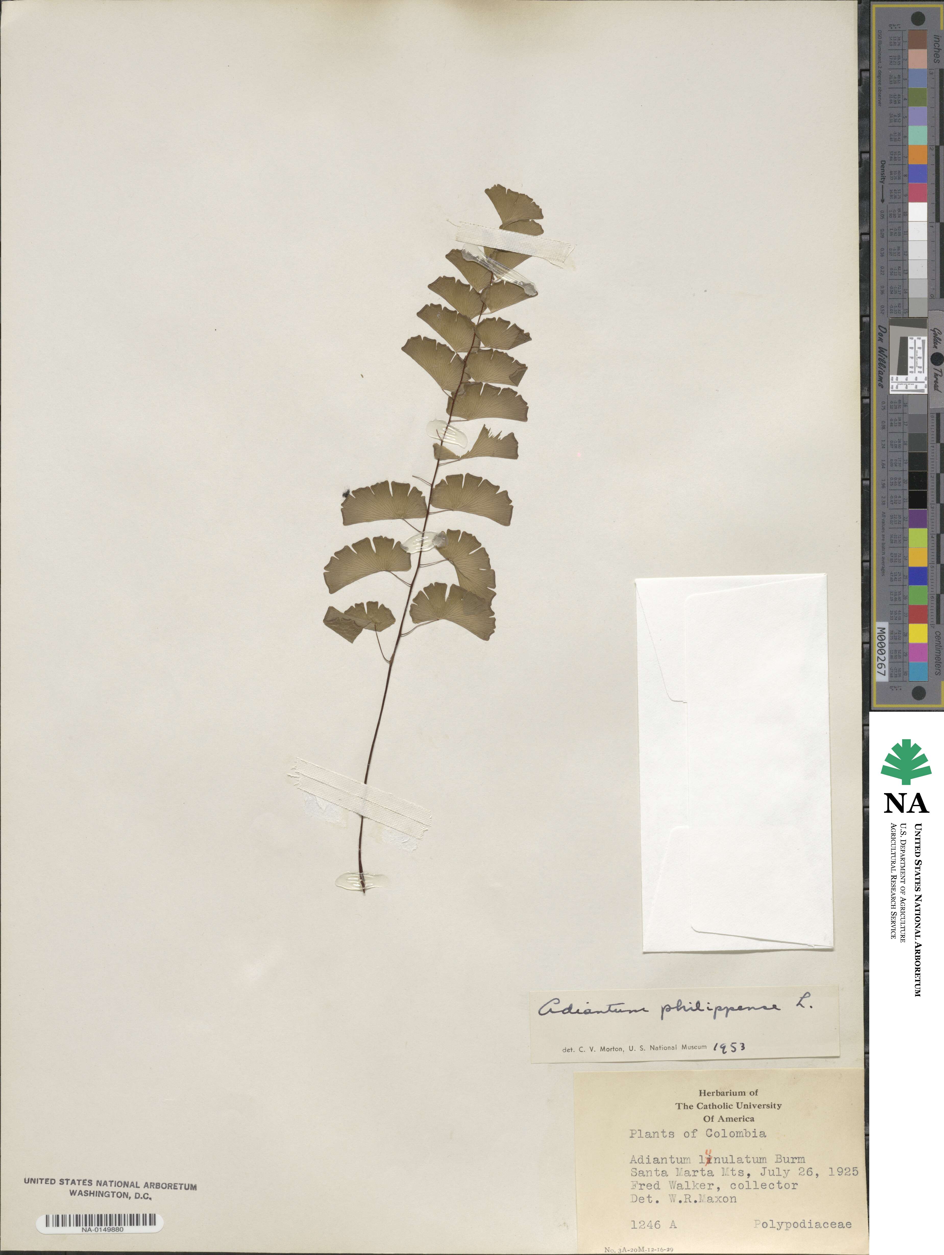 Adiantum philippense image