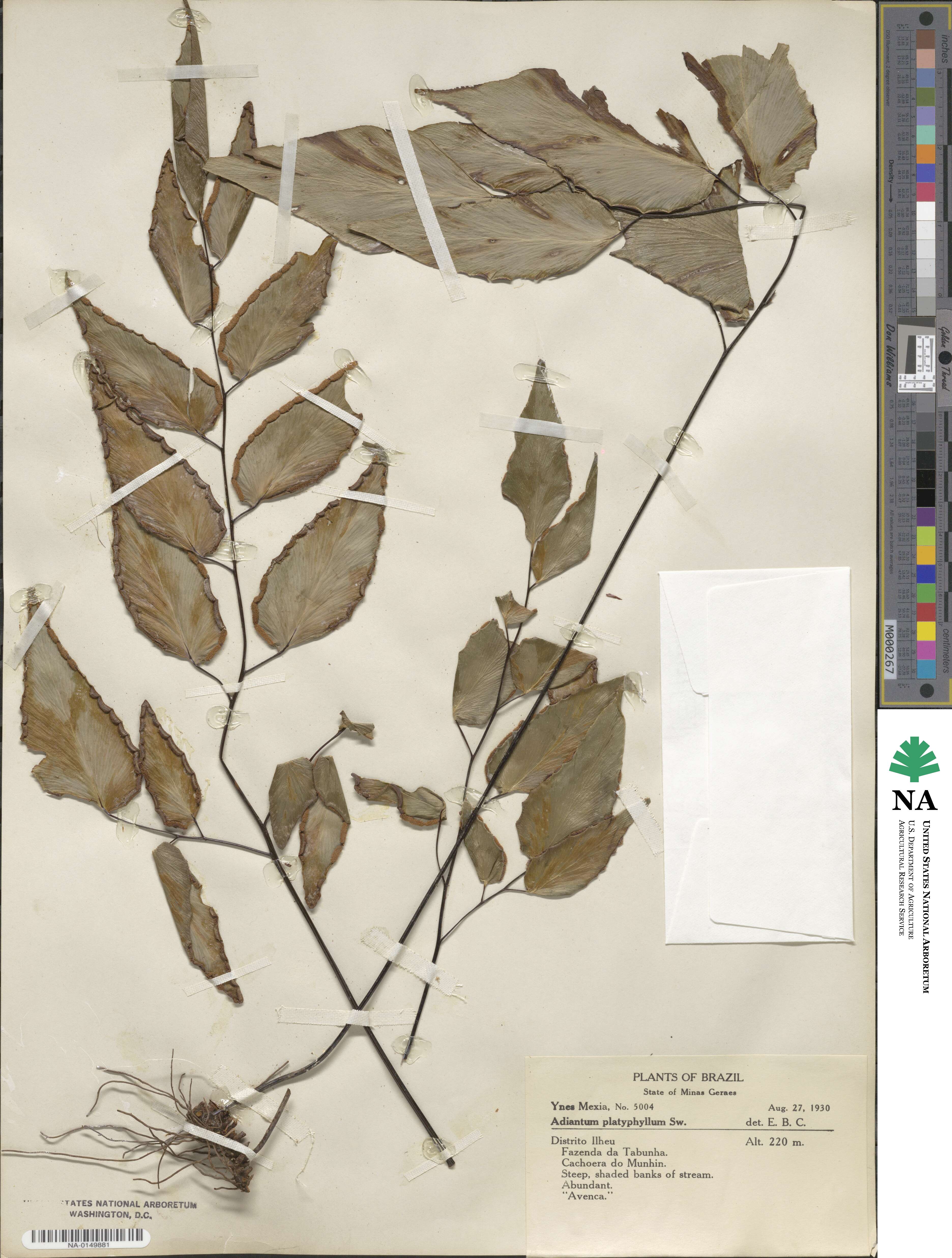 Adiantum platyphyllum image