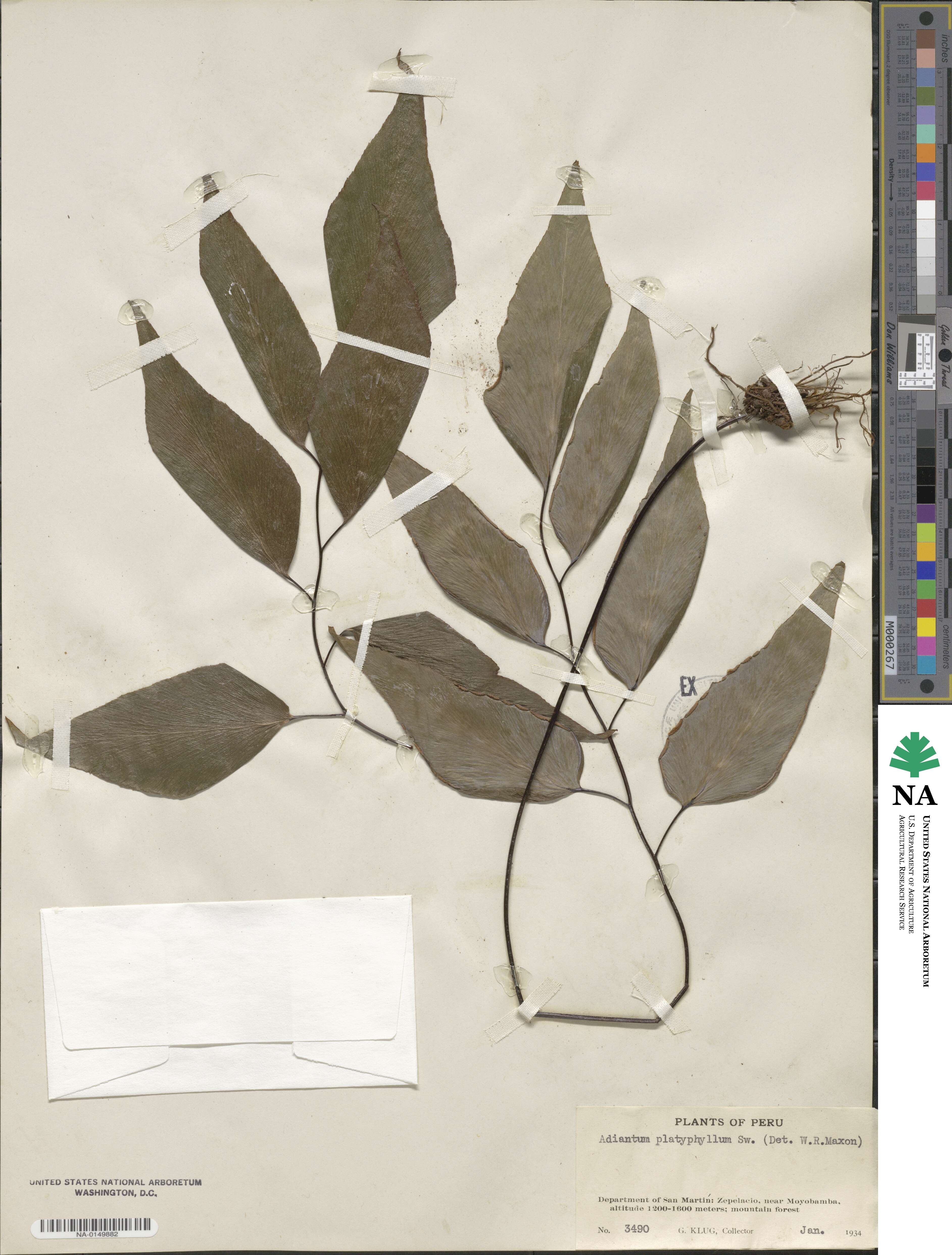 Adiantum platyphyllum image