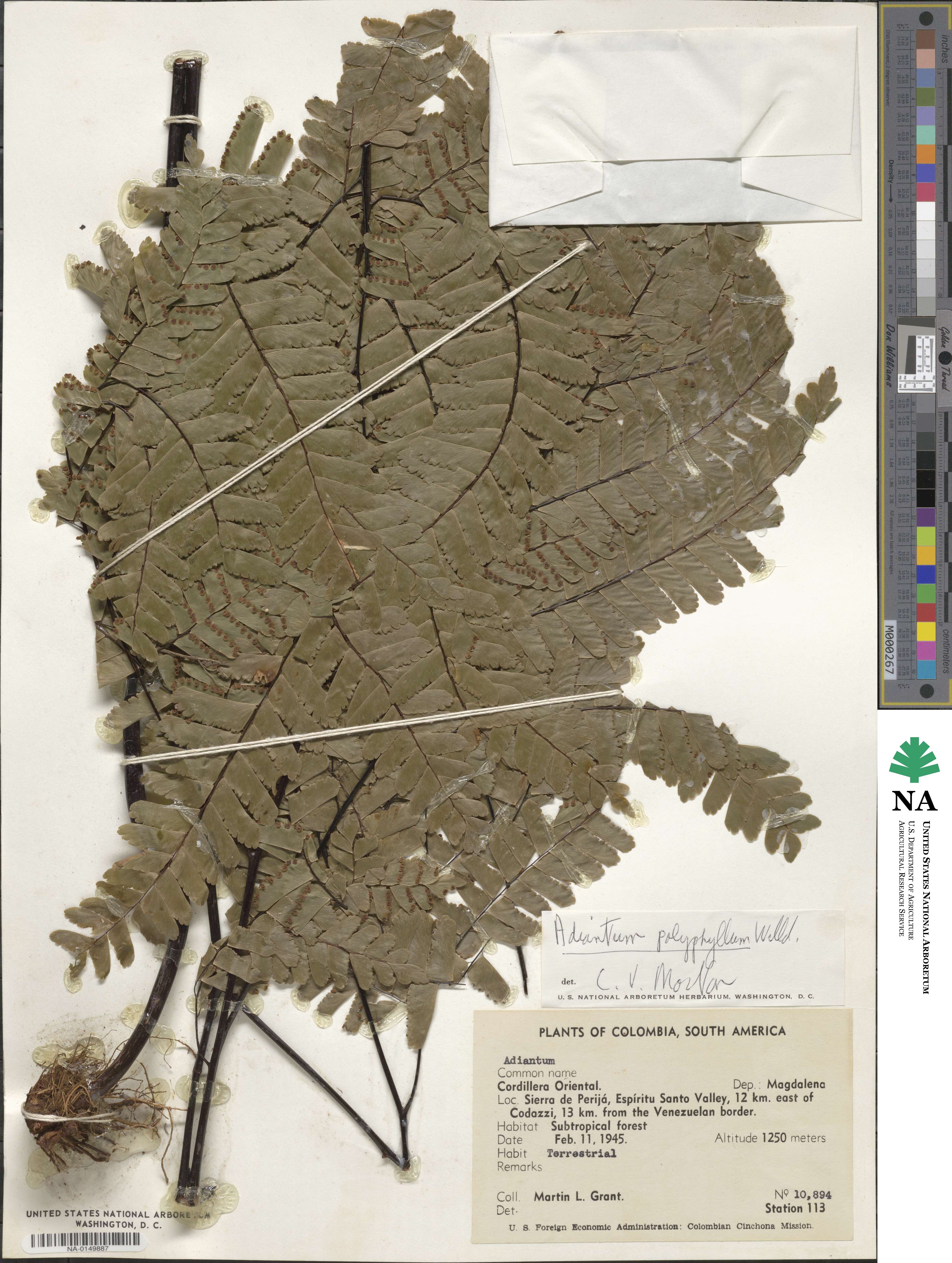 Adiantum polyphyllum image