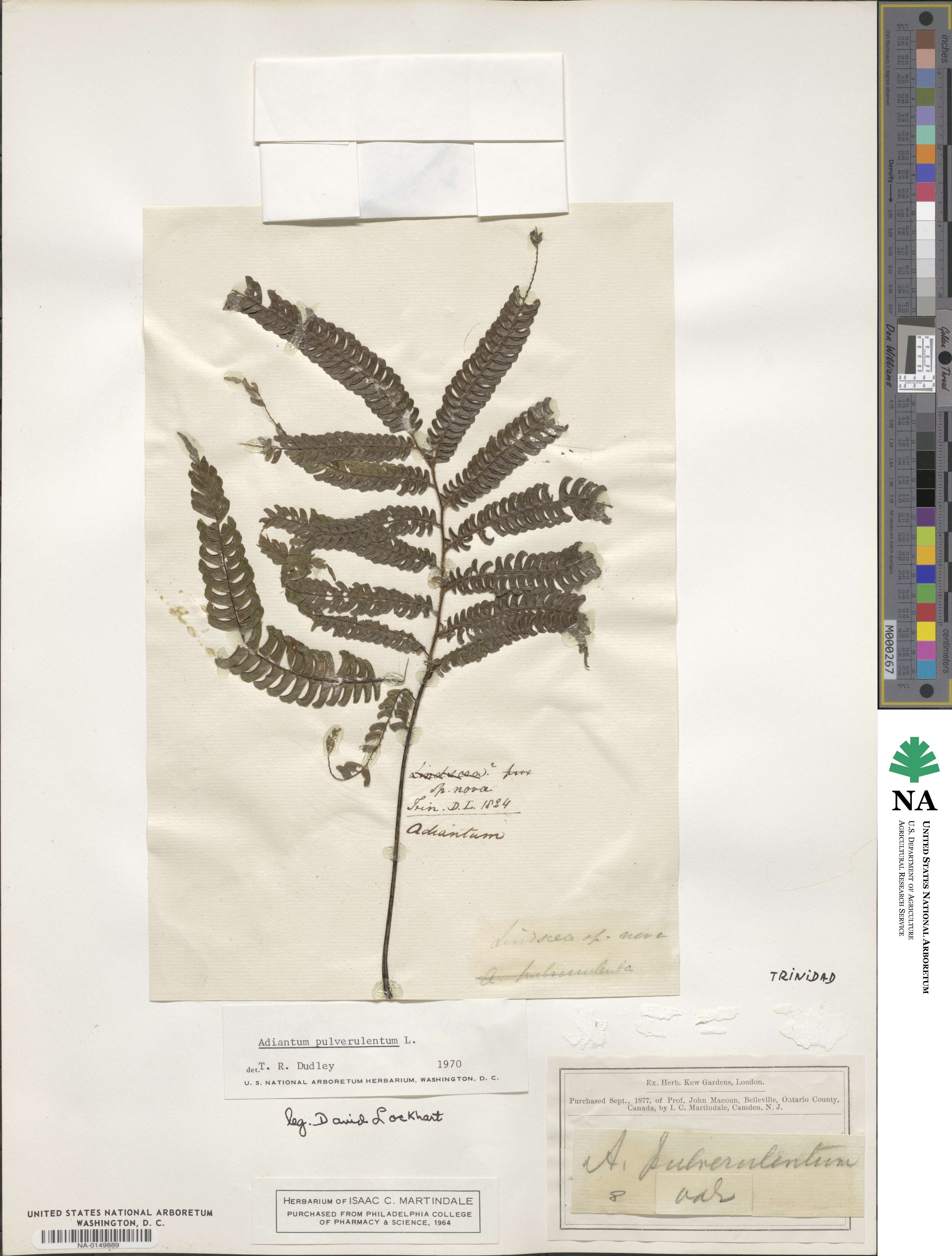 Adiantum pulverulentum image