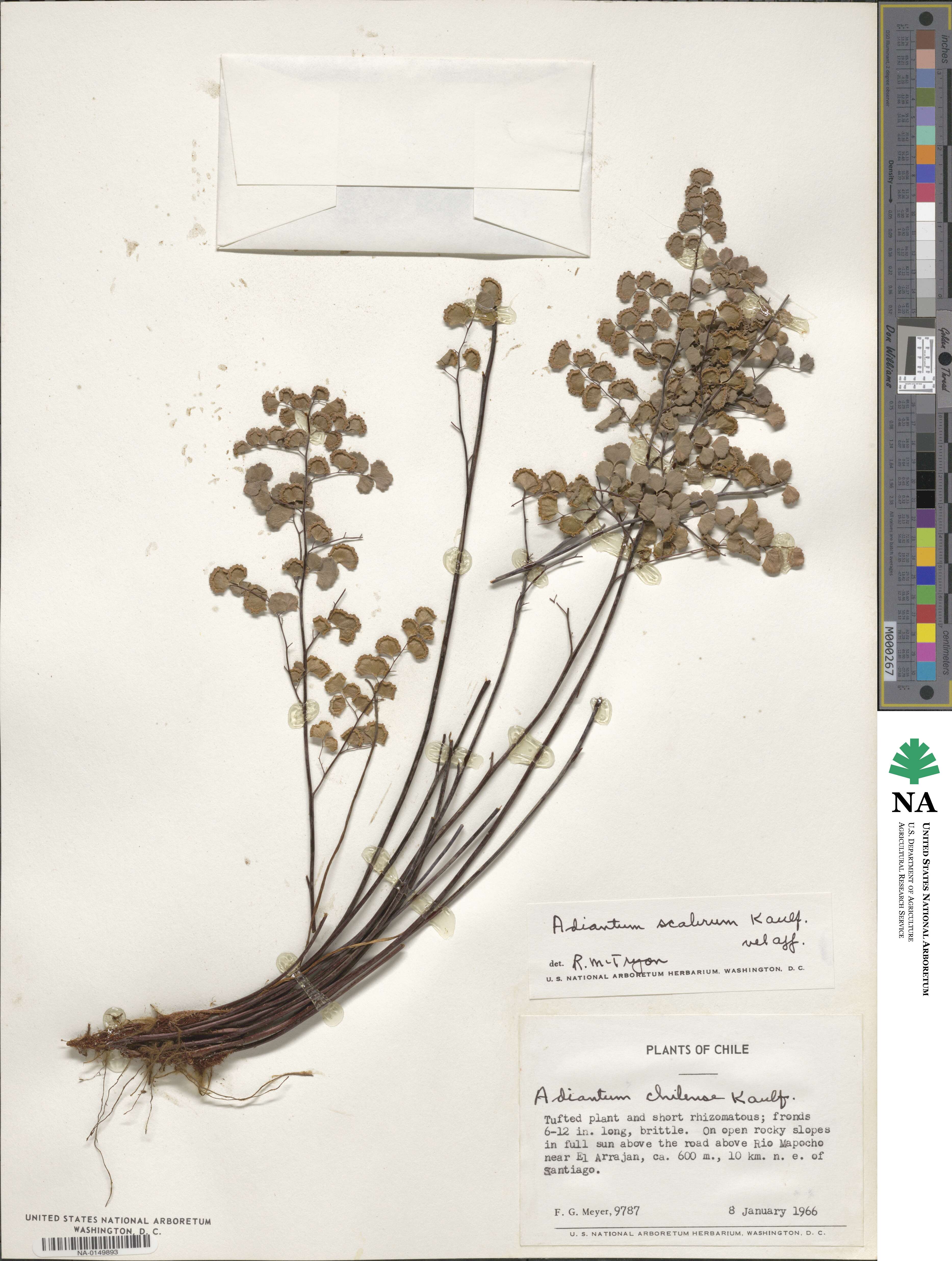 Adiantum scabrum image