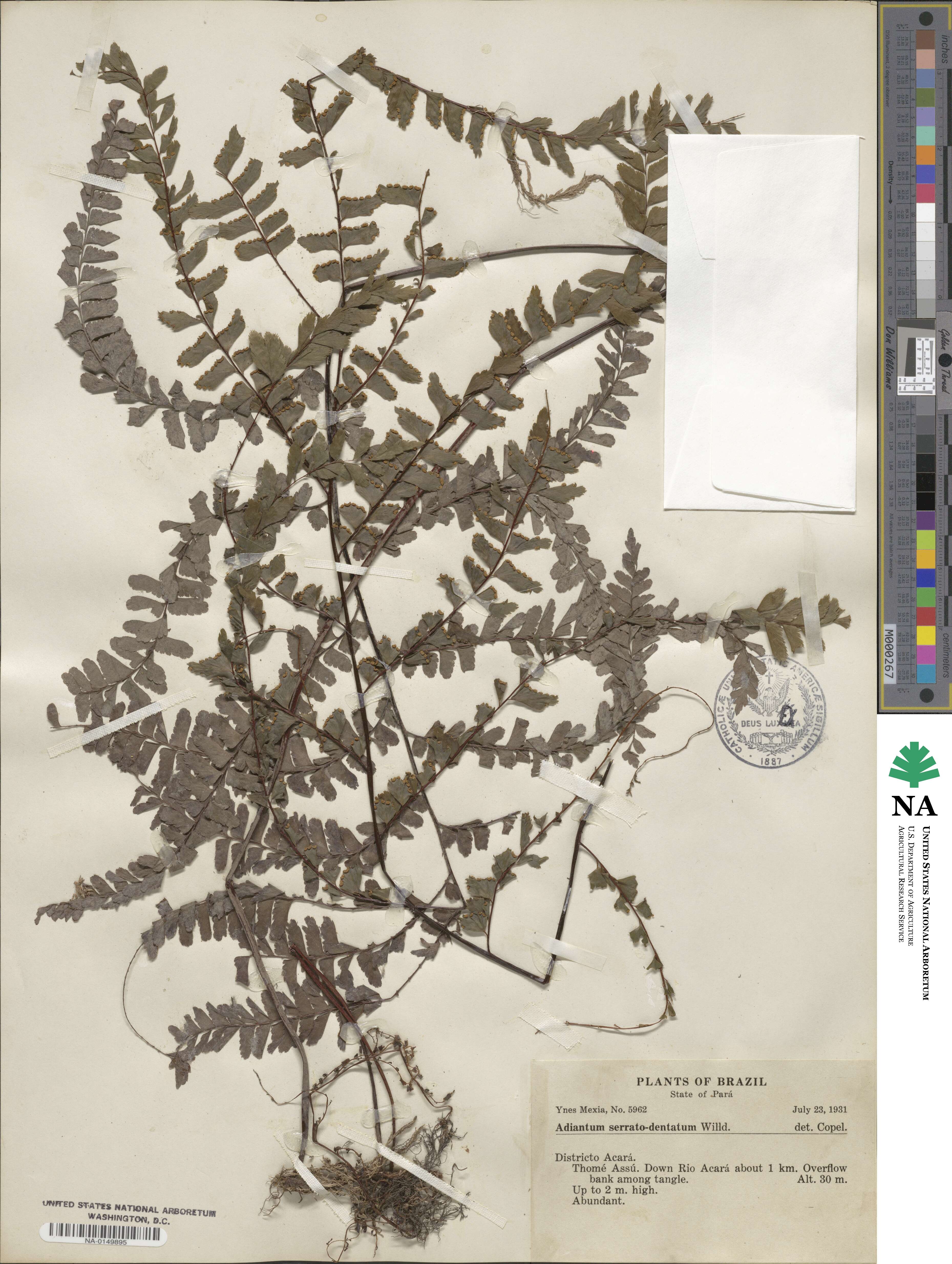 Adiantum serratodentatum image