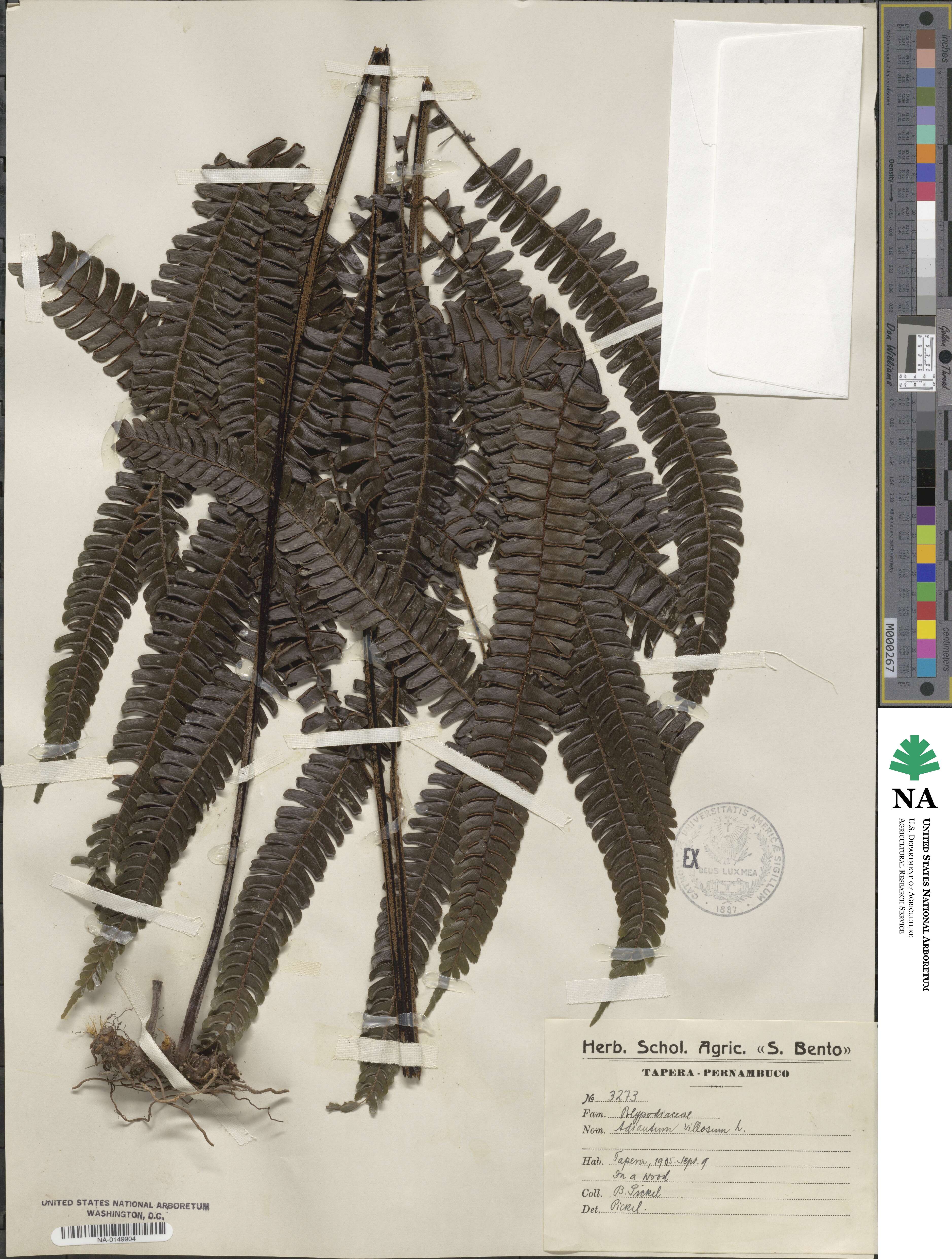 Adiantum villosum image