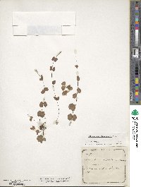 Adiantum capillus-veneris image