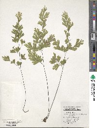 Adiantum capillus-veneris image