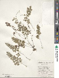 Adiantum capillus-veneris image