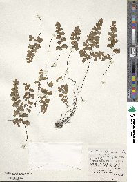 Adiantum capillus-veneris image