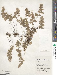 Adiantum capillus-veneris image