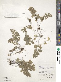 Adiantum capillus-veneris image