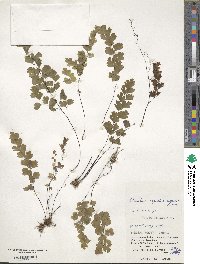 Adiantum capillus-veneris image