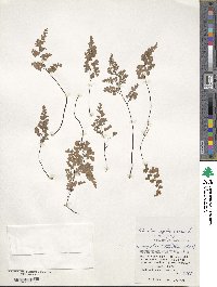 Adiantum capillus-veneris image