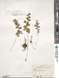 Adiantum capillus-veneris image