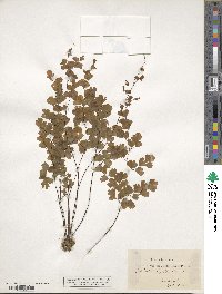 Adiantum capillus-veneris image