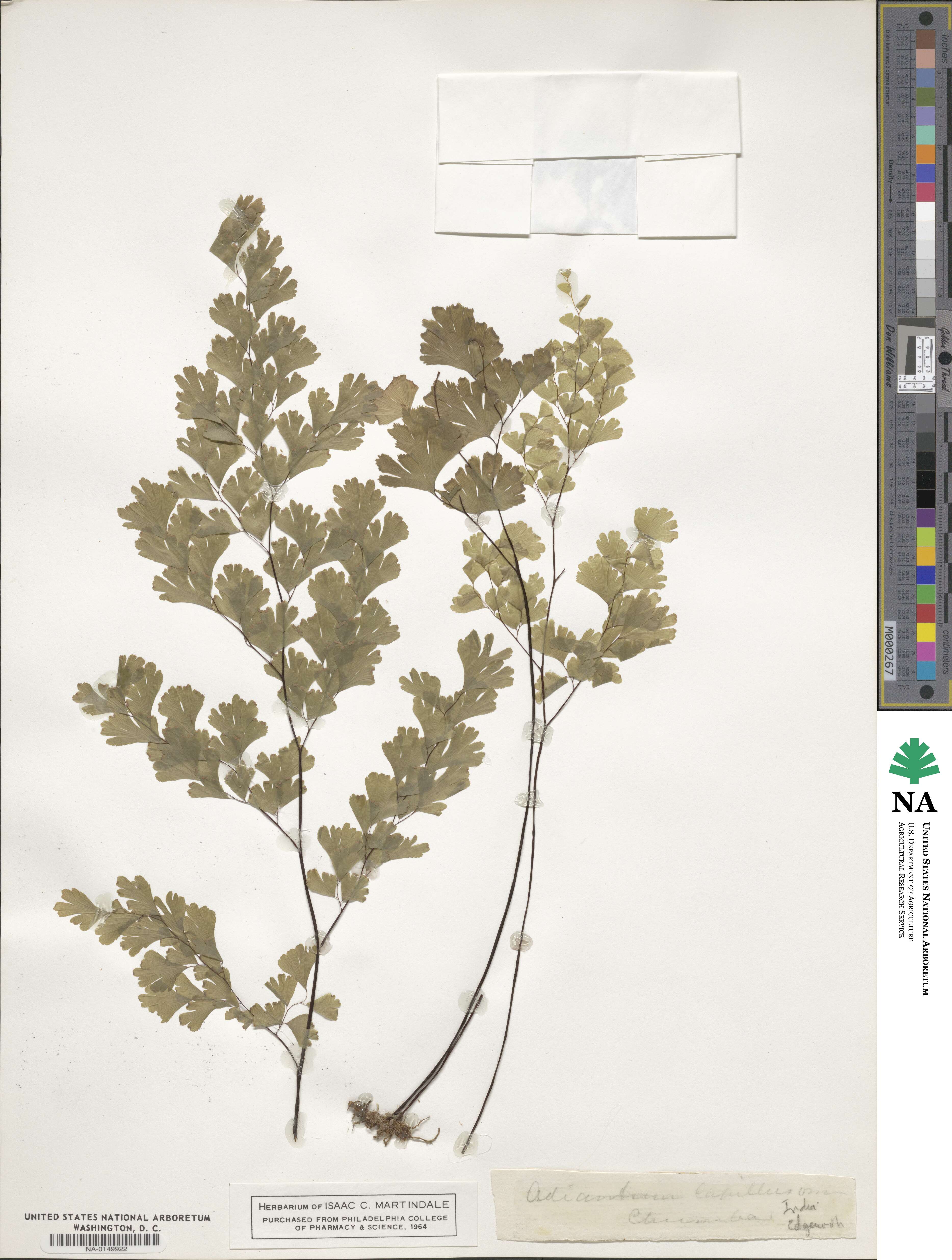 Adiantum capillus-veneris image