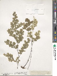 Adiantum capillus-veneris image