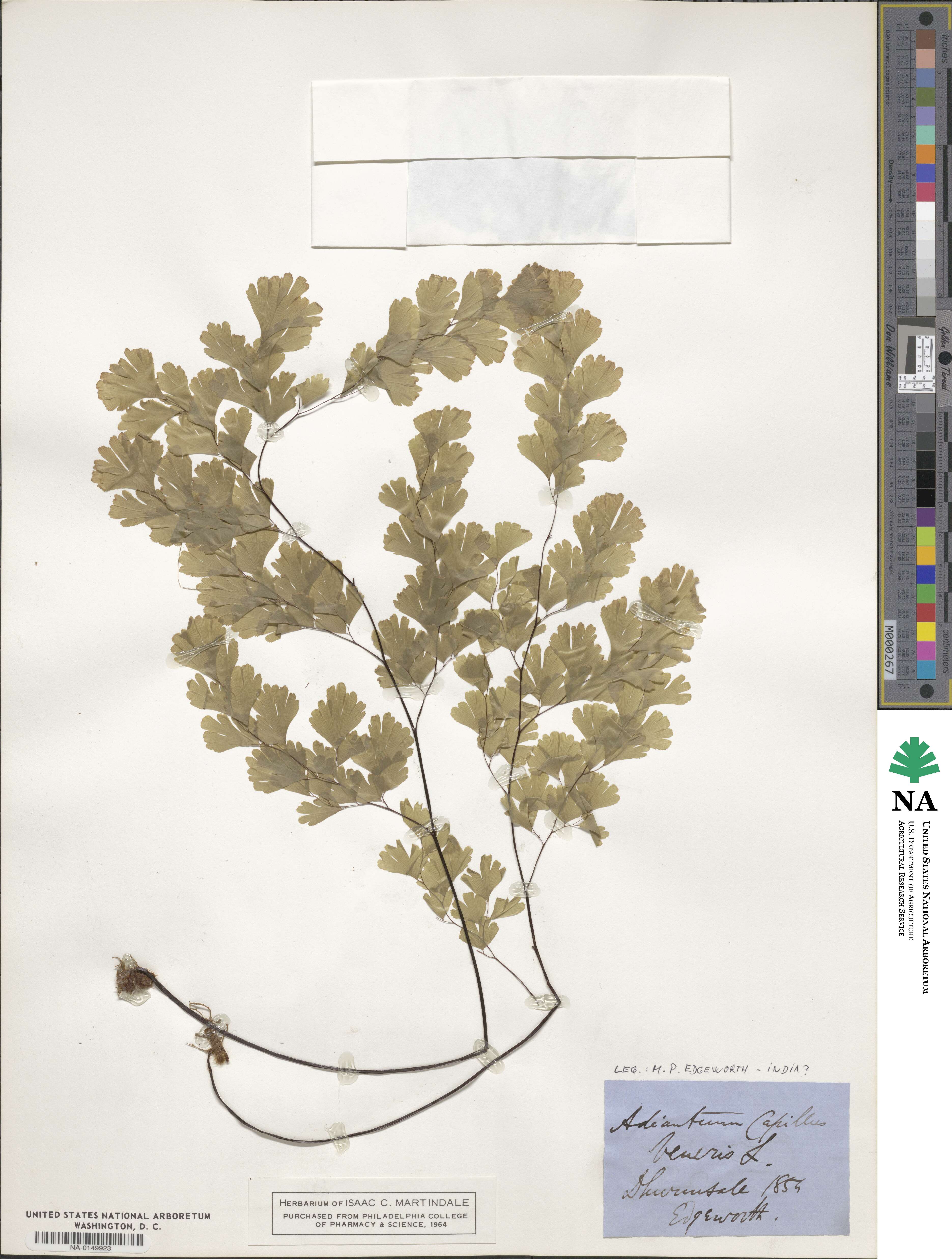 Adiantum capillus-veneris image