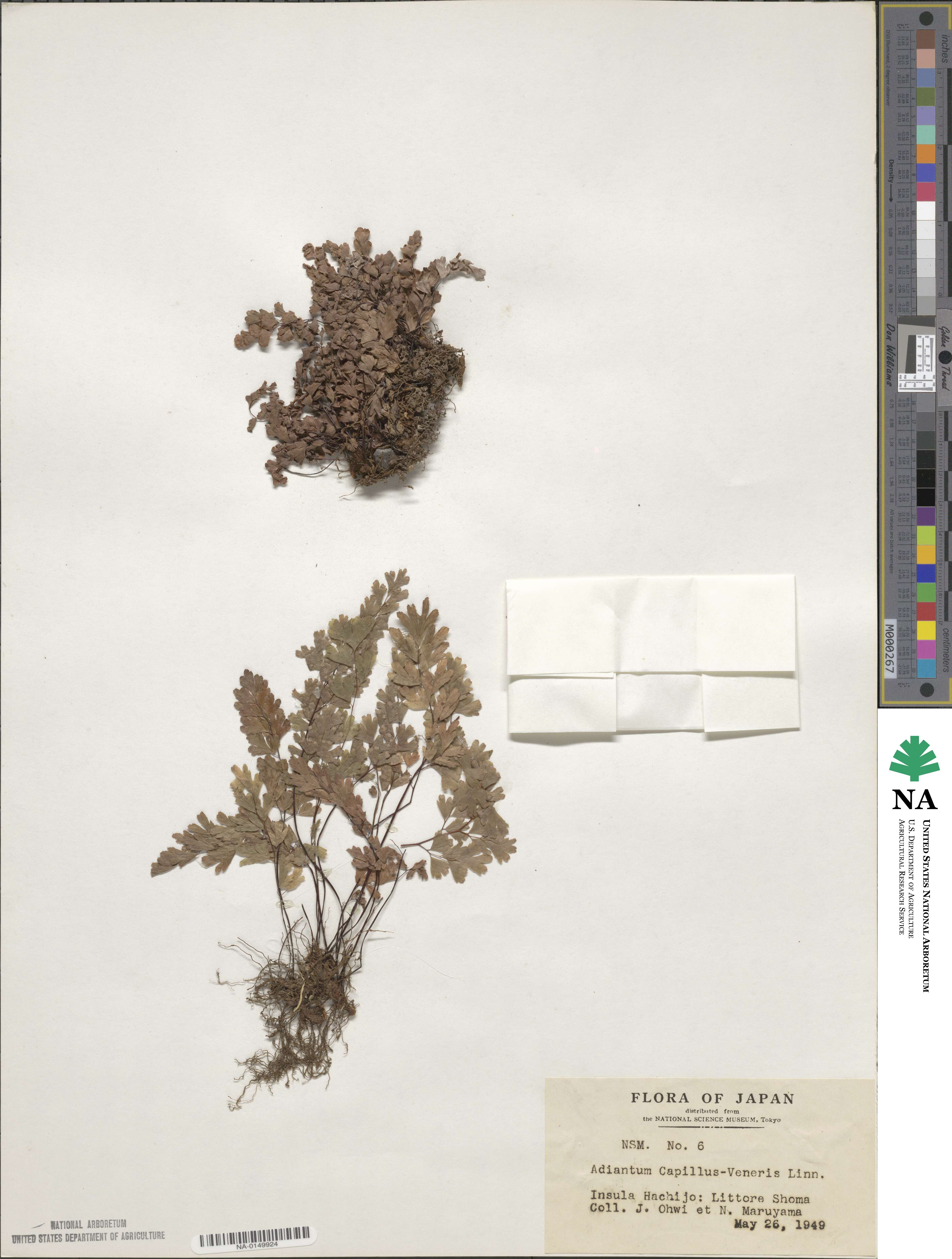 Adiantum capillus-veneris image