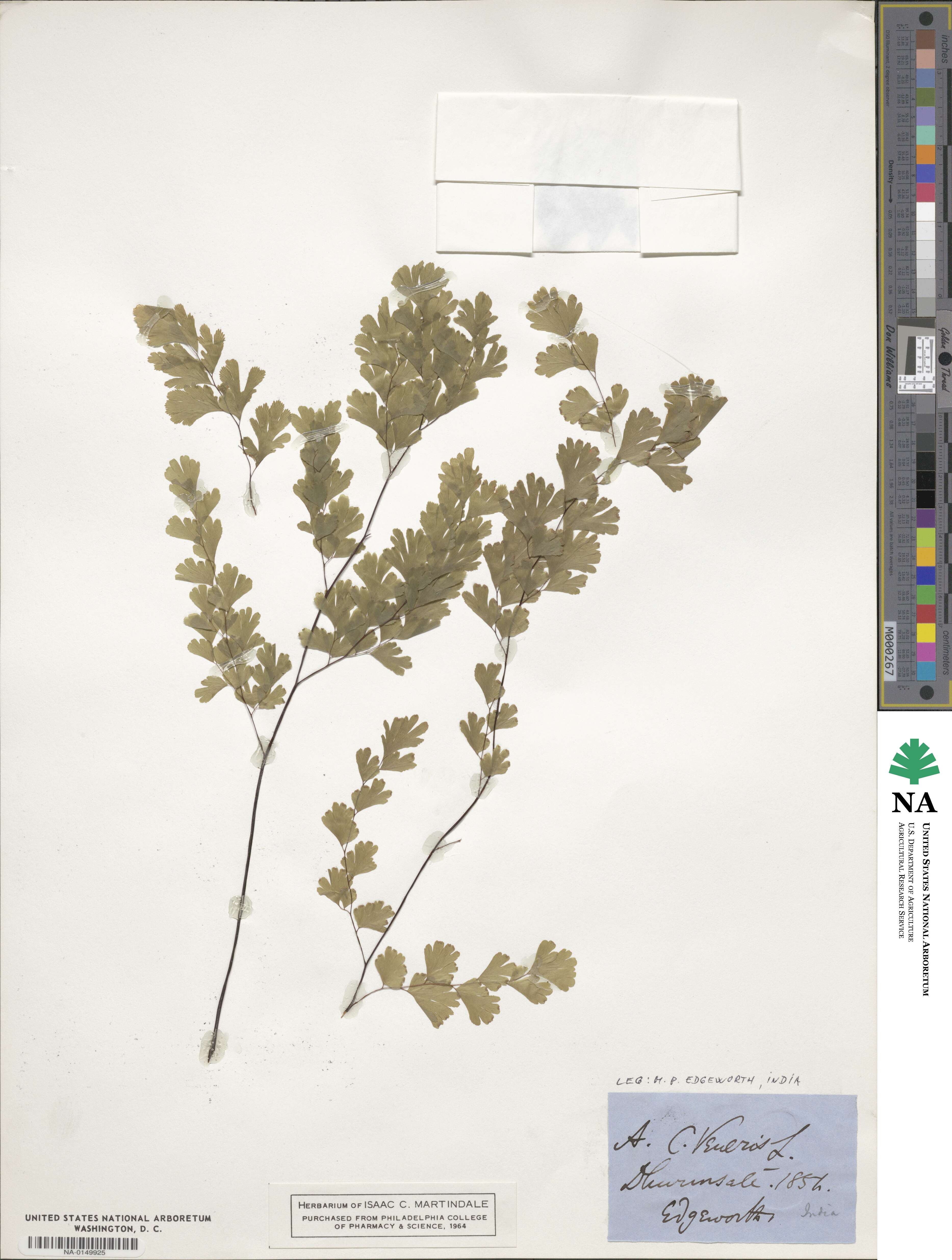 Adiantum capillus-veneris image