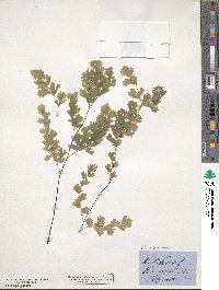 Adiantum capillus-veneris image