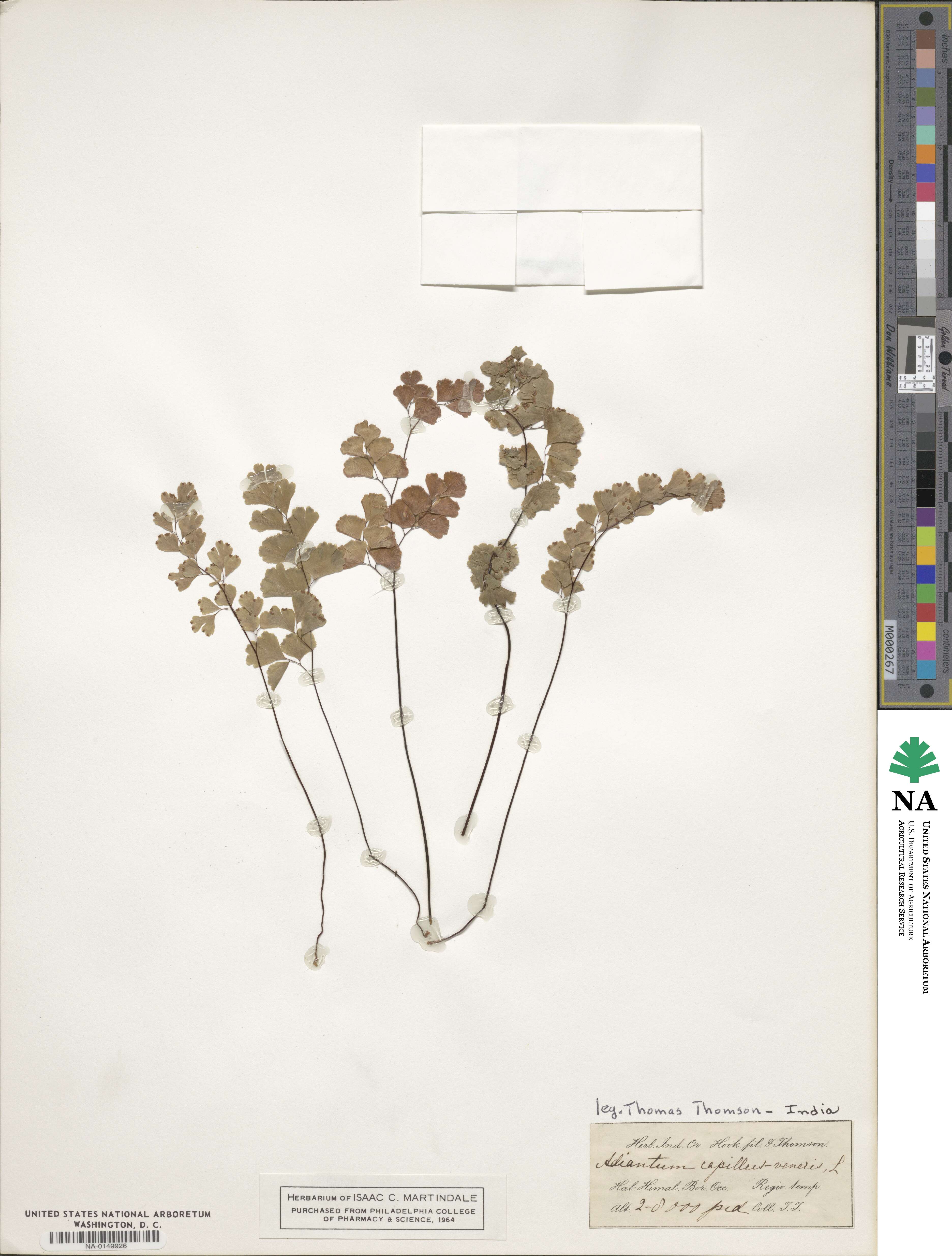 Adiantum capillus-veneris image