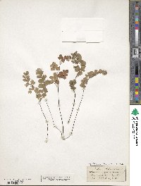 Adiantum capillus-veneris image