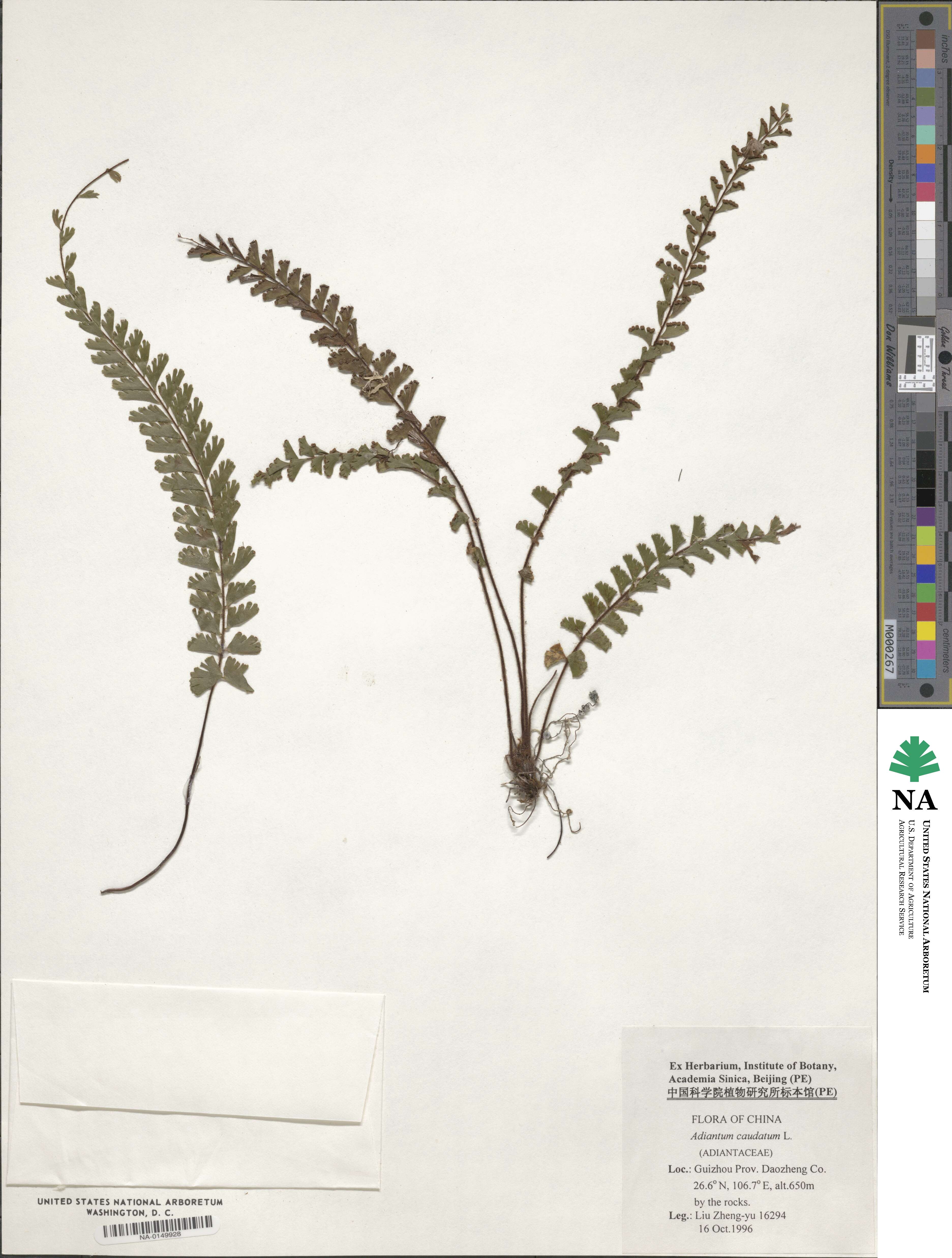 Adiantum caudatum image