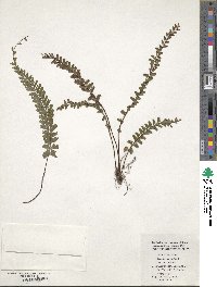 Adiantum caudatum image