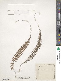 Adiantum caudatum image