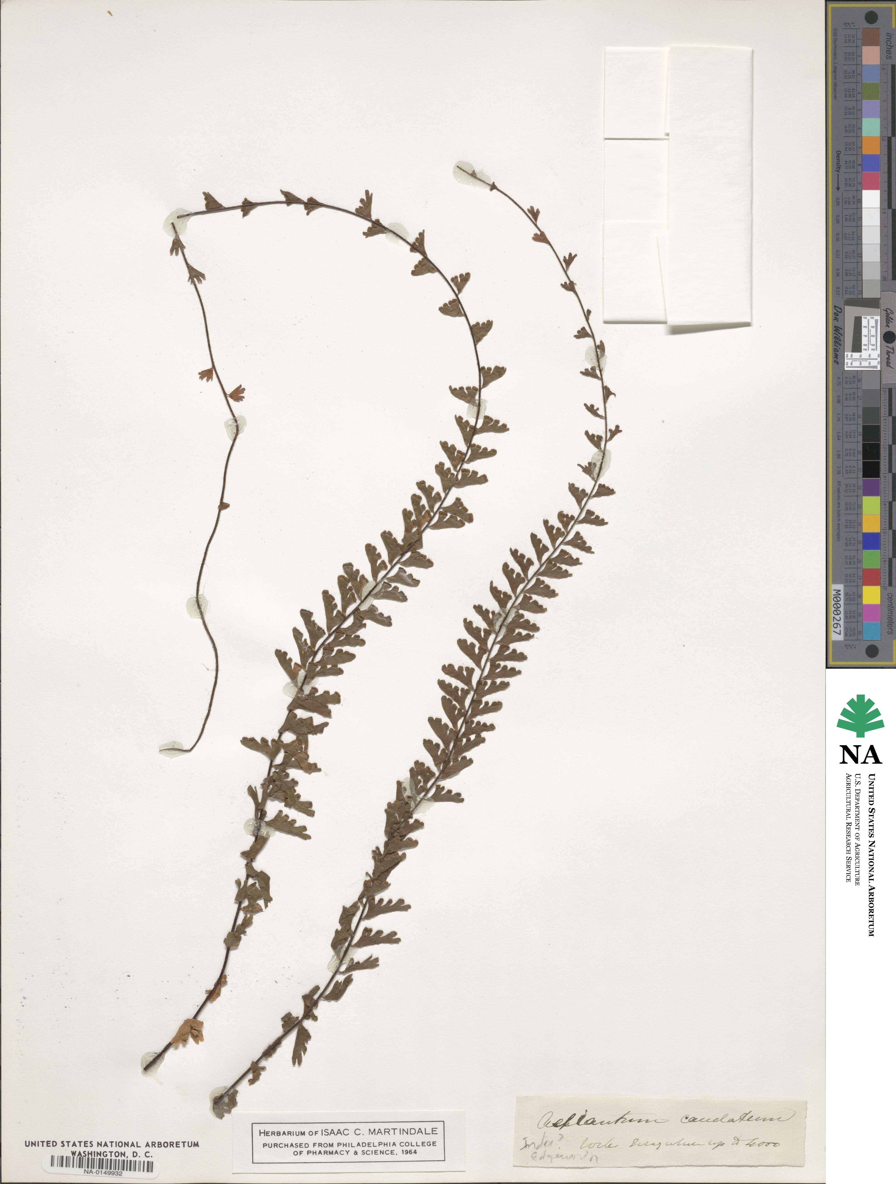 Adiantum caudatum image