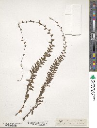 Adiantum caudatum image