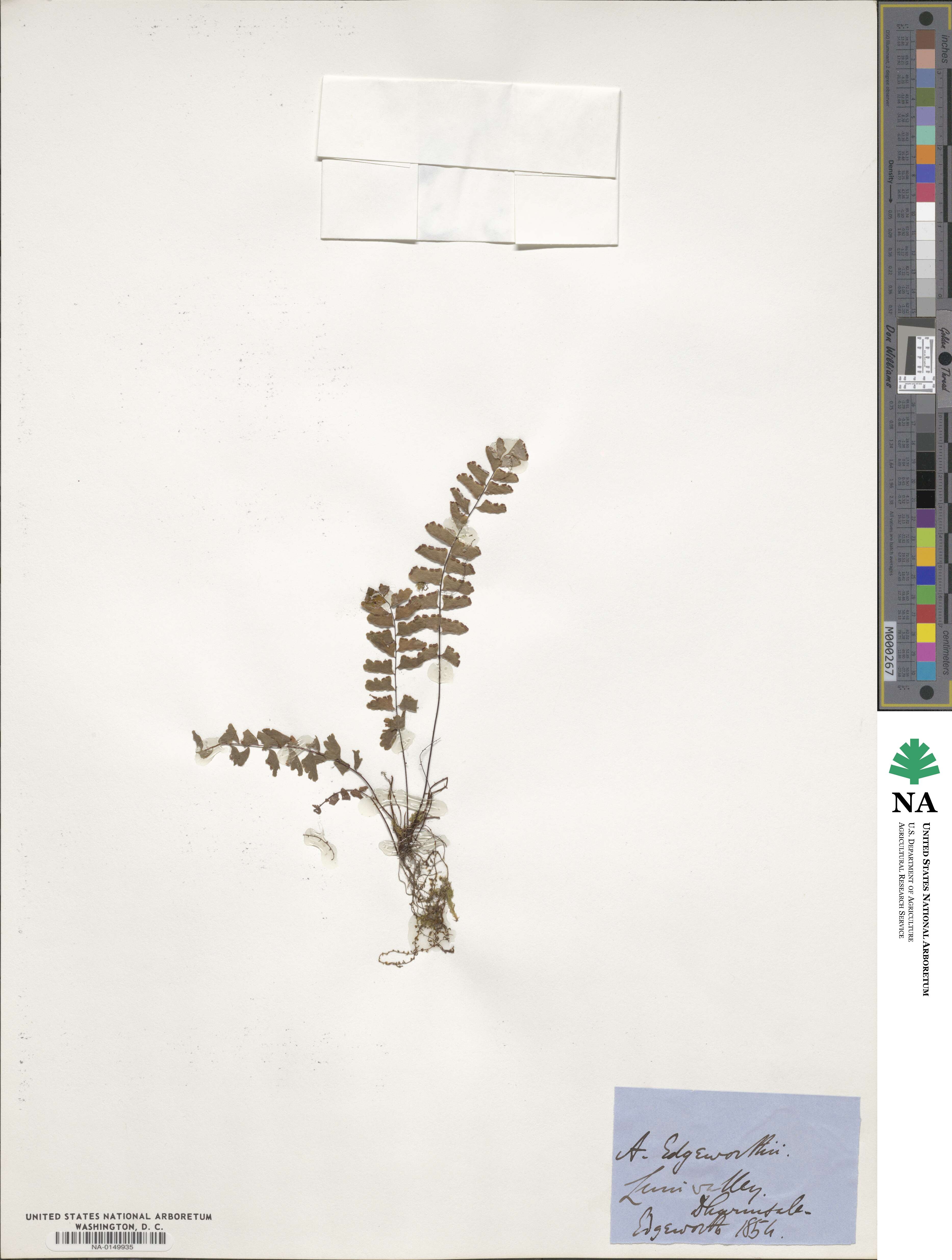 Adiantum edgeworthii image