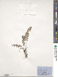 Adiantum edgeworthii image