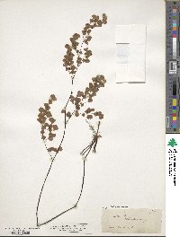 Adiantum aethiopicum image