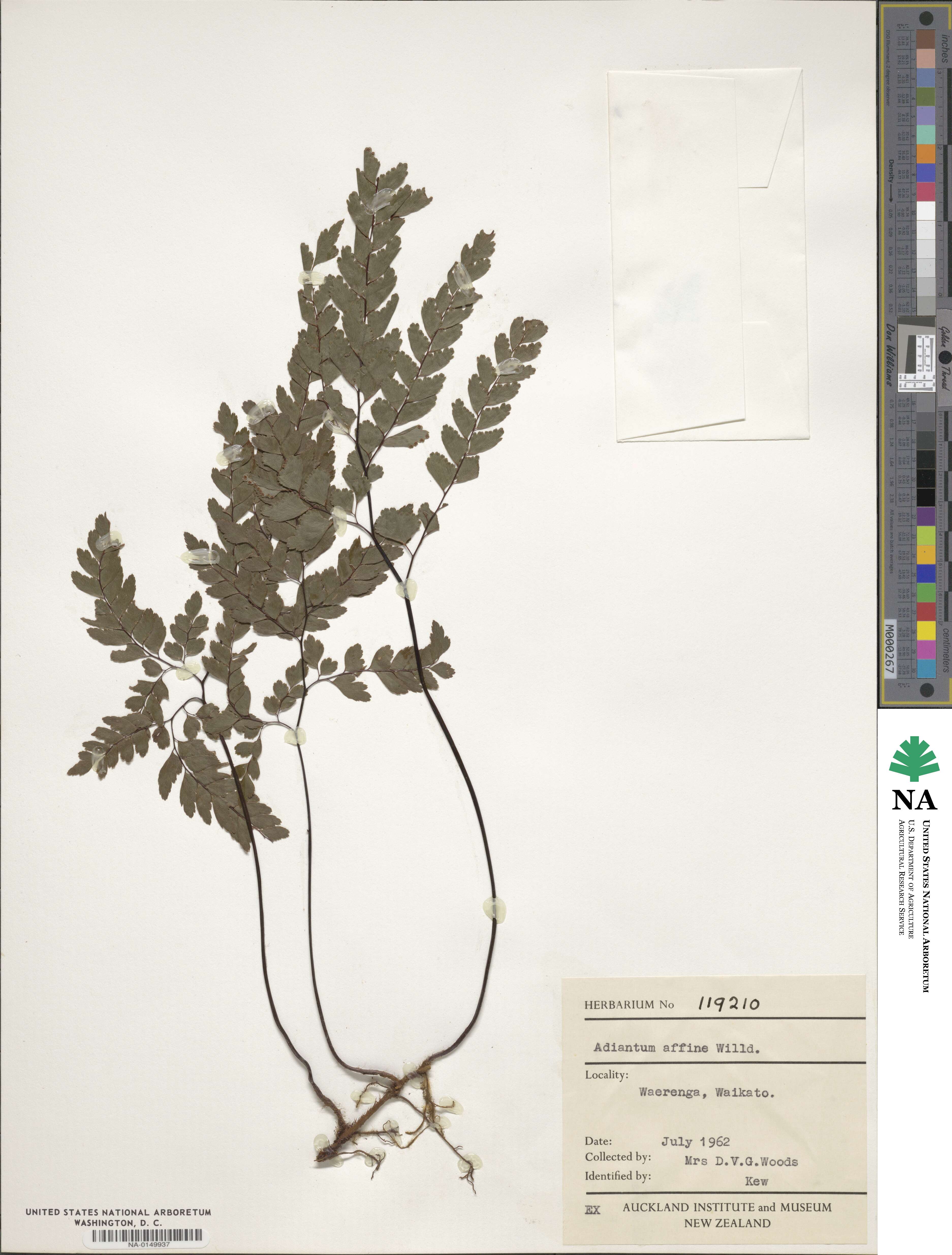 Adiantum affine image