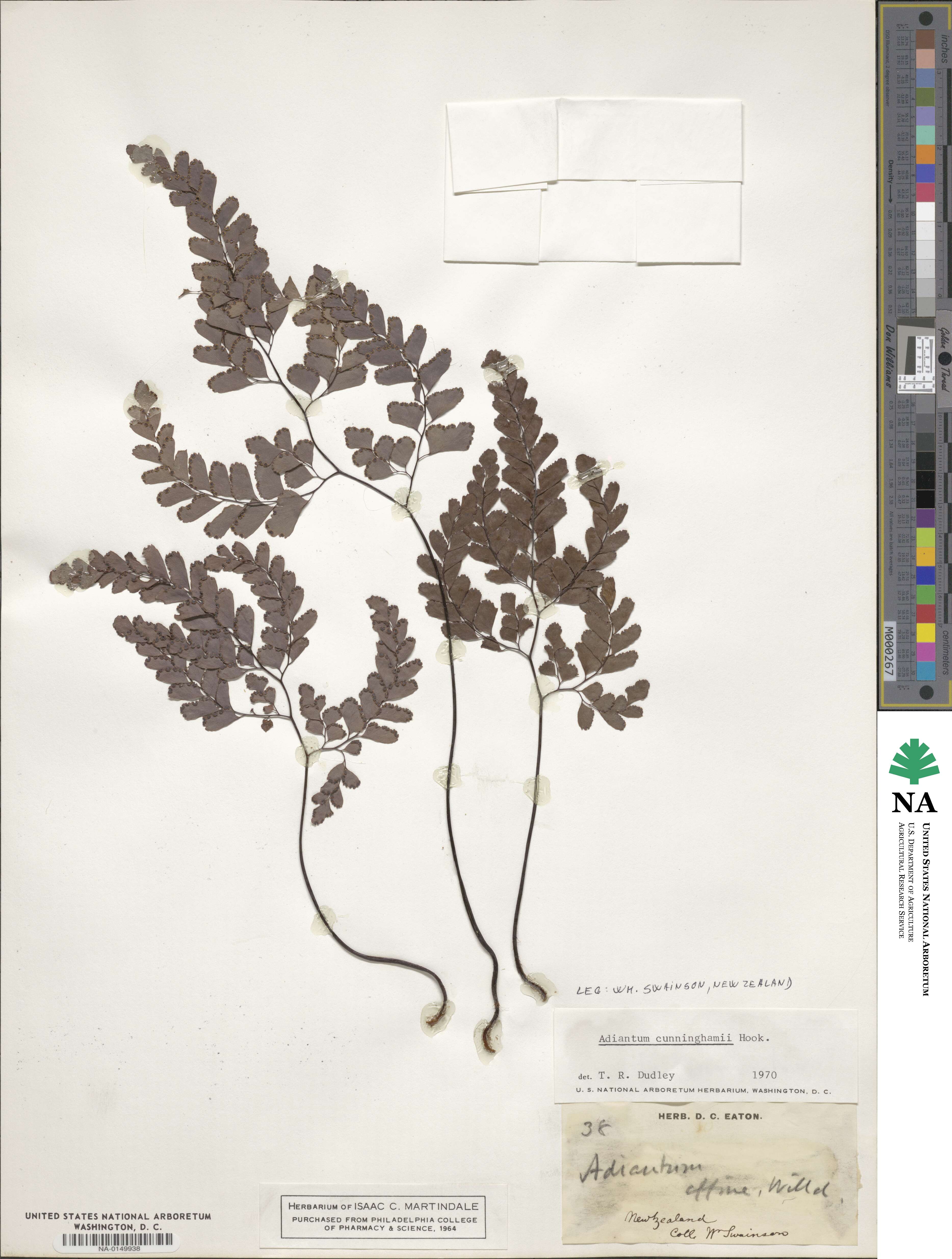 Adiantum cunninghamii image