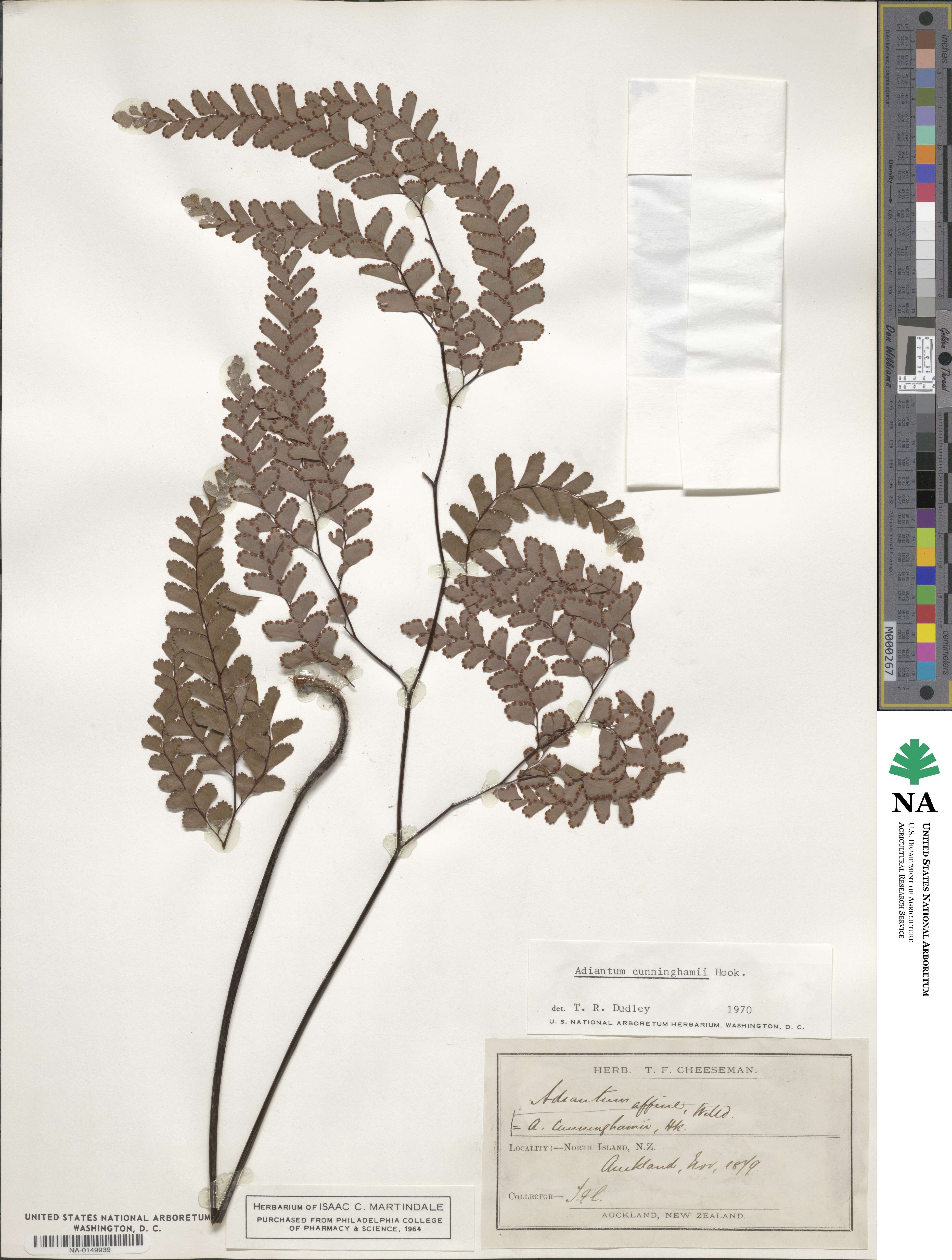 Adiantum cunninghamii image