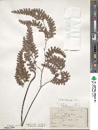 Adiantum cunninghamii image