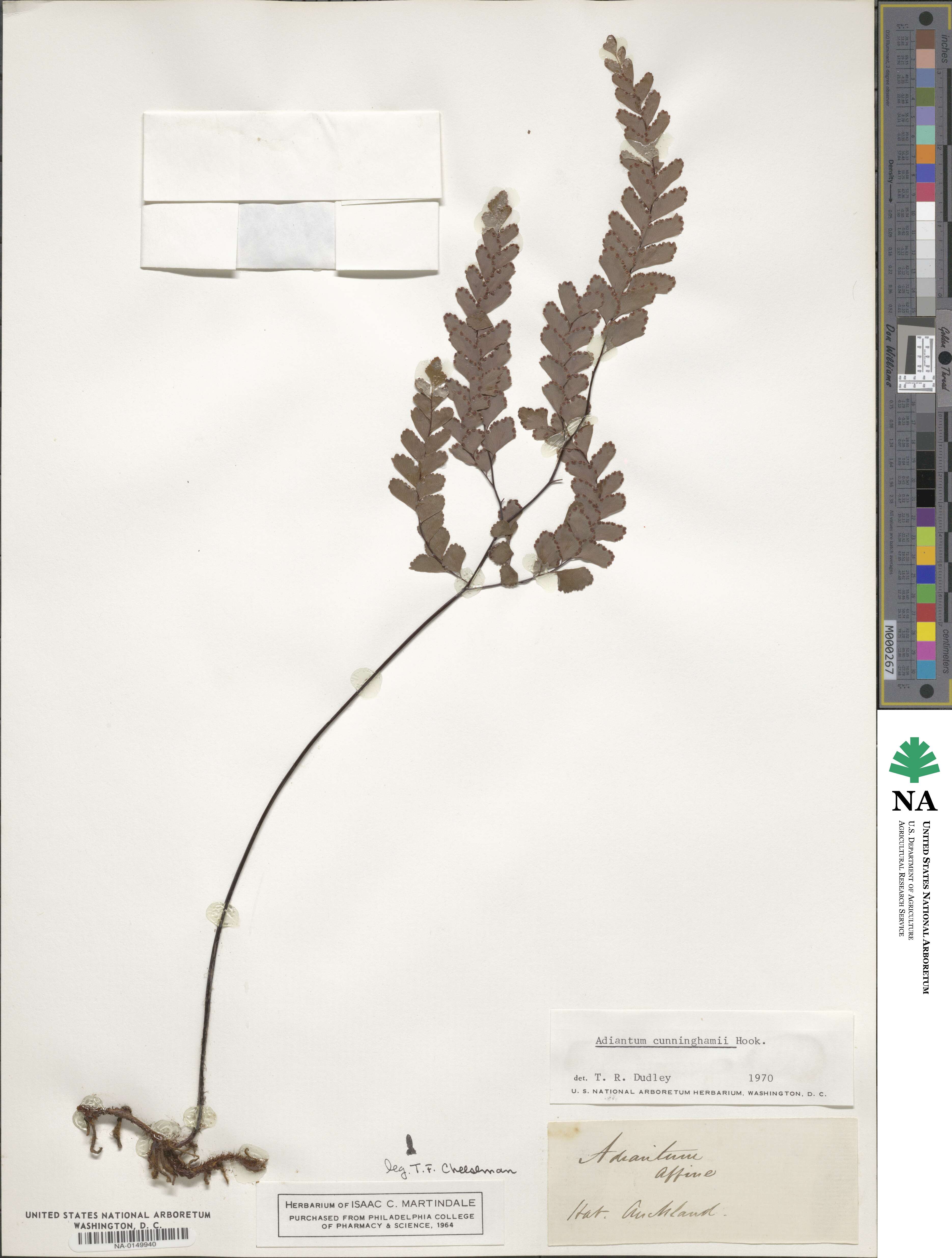 Adiantum cunninghamii image